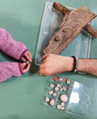 Ein Kind und ein Erwachsener sortieren verschiedene Muscheln auf einer grünen Fläche. Das Kind, das einen lila Ärmel trägt, hält eine Muschel, während der Erwachsene die Muscheln neben einem Behälter, einem Baumstamm und einer Plastikbox mit Muschelfächern anordnet.